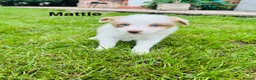 Border Collie dogs for sale: Our Bred Border Collie Puppies For Sale - Advert 18