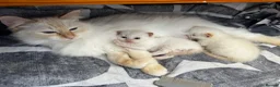 Ragdoll cats for sale: 2 Flame point ragdoll boys  in Dagenham - Advert 4