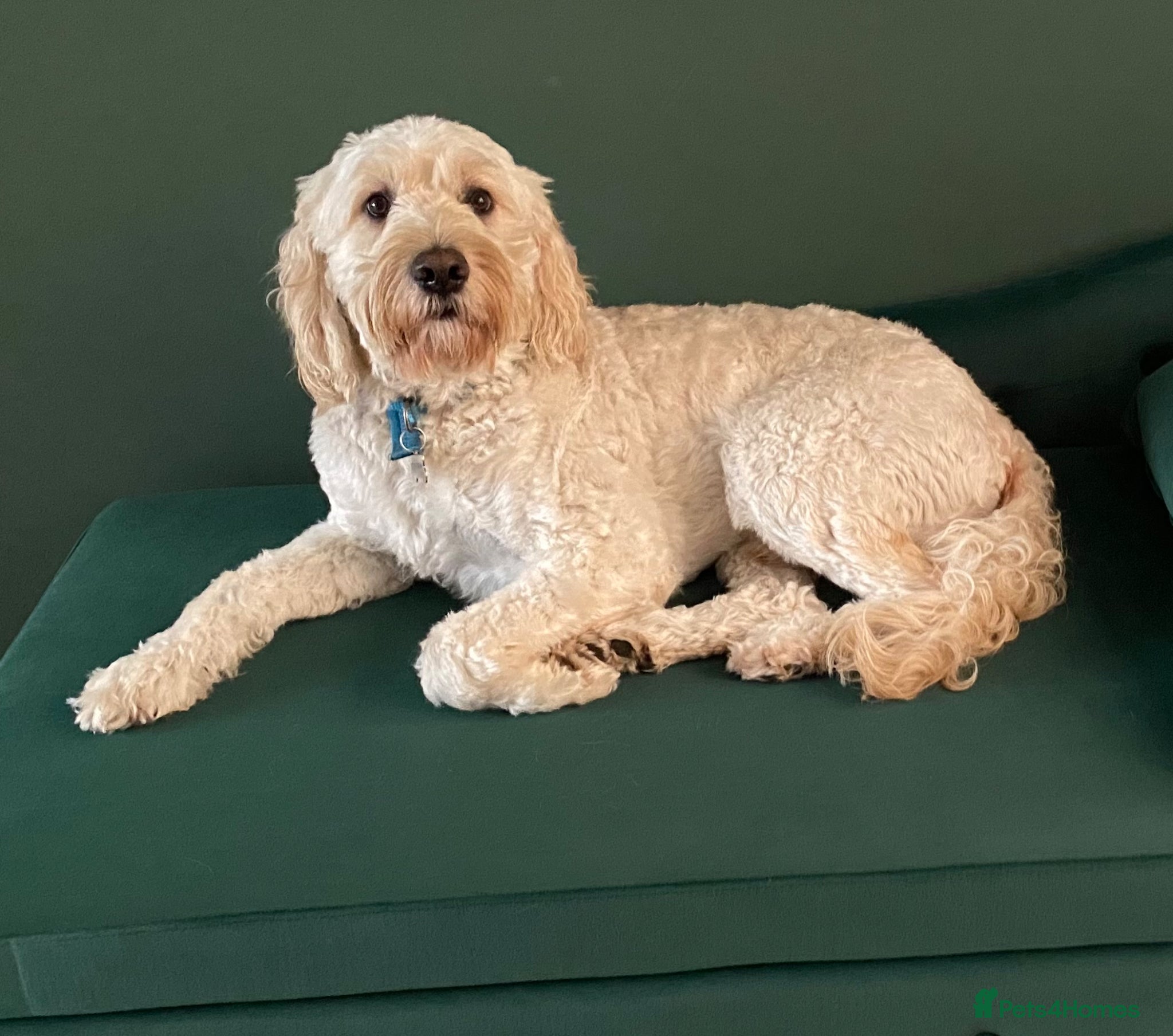 Labradoodle dogs Labradoodle Stud  - Advert 11