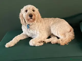 Labradoodle dogs Labradoodle Stud - Advert 11