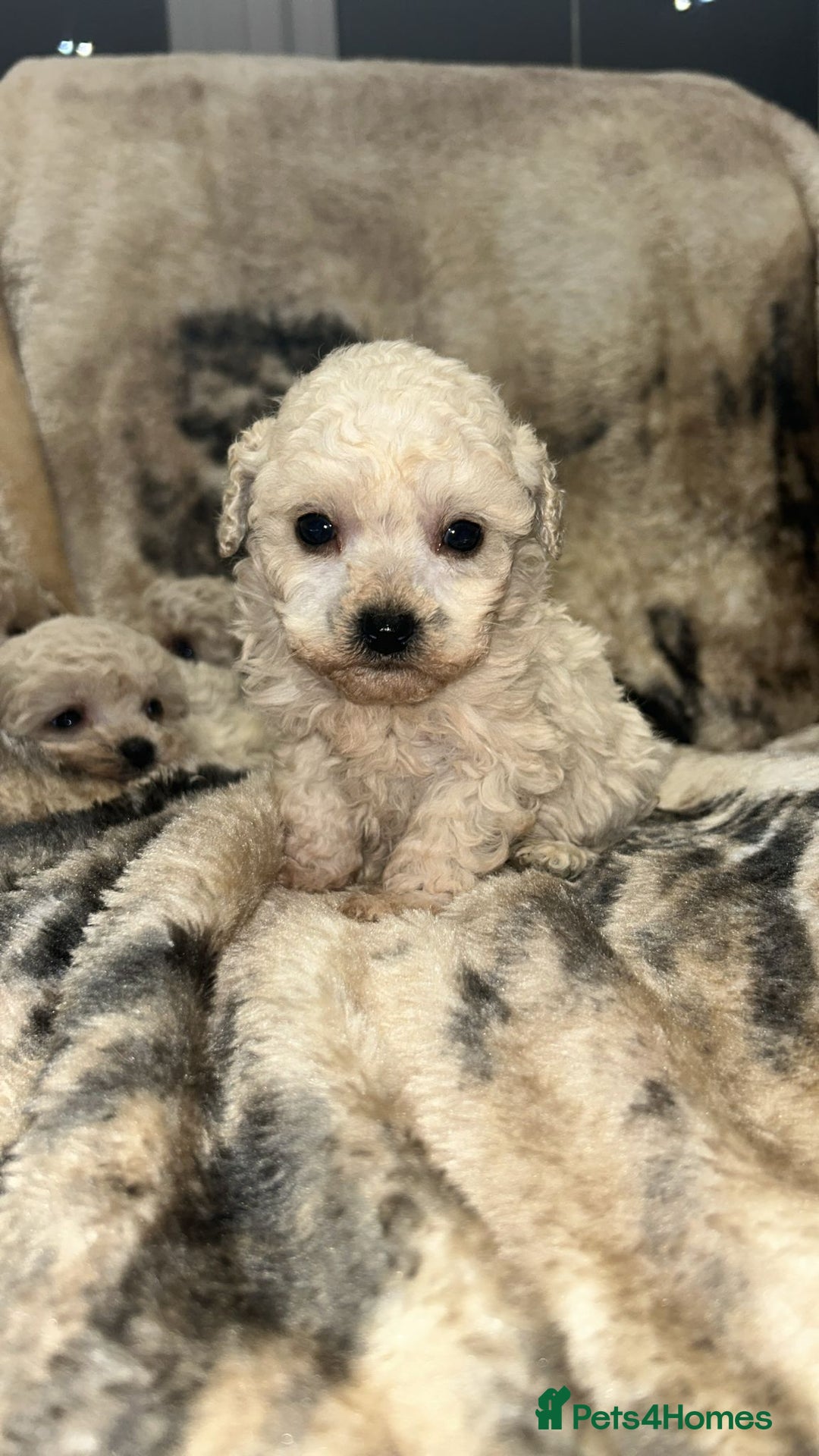 Toy Poodle dogs for sale: Beautiful toy poodles - Advert 1