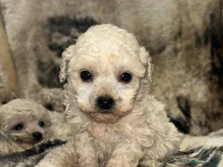 Toy Poodle dogs Beautiful toy poodles - Advert 15