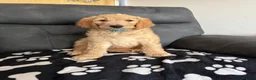 Goldendoodle dogs for sale: Beautiful golden doodle puppies for sale  - Advert 10