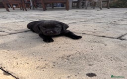 Labrador Retriever dogs for sale: Gorgeous Labrador Puppies - only 5 remaining!! - Image 23