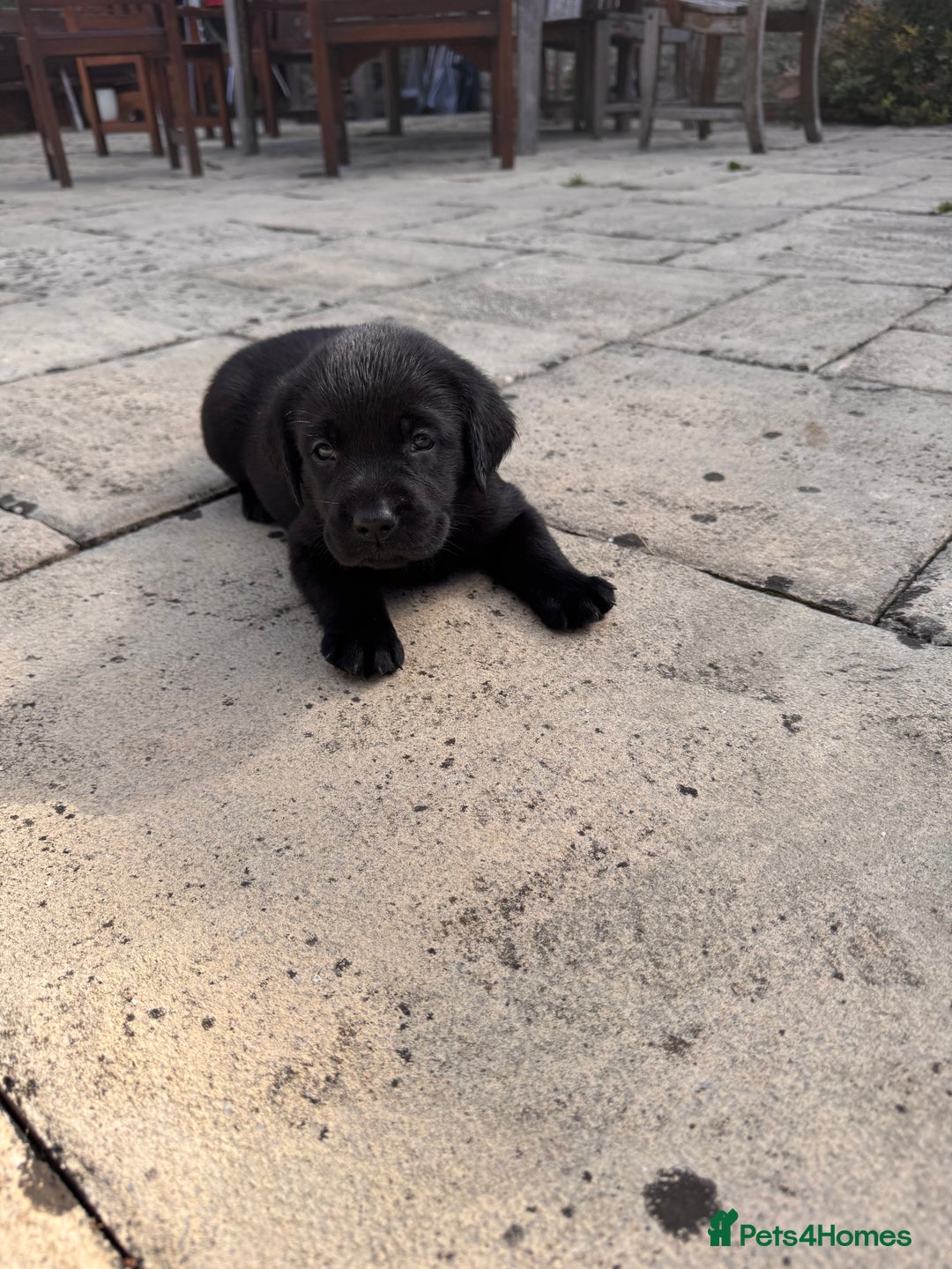 Labrador Retriever dogs for sale: Gorgeous Labrador Puppies - only 5 remaining!! - Image 23