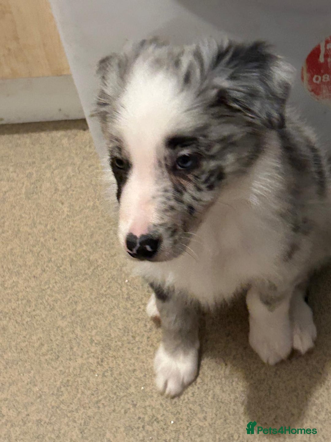 Border Collie dogs for sale: Gorgeous border collie puppies - Advert 4