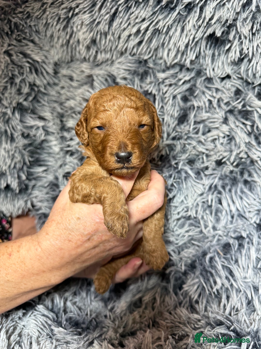 Labradoodle dogs for sale: Exceptional F1BB Labradoodle Puppies - Home Raised - Advert 7