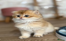 British Shorthair cats for sale: 🌟Purebred British Shorthair Golden Kittens🌟 - Image 1