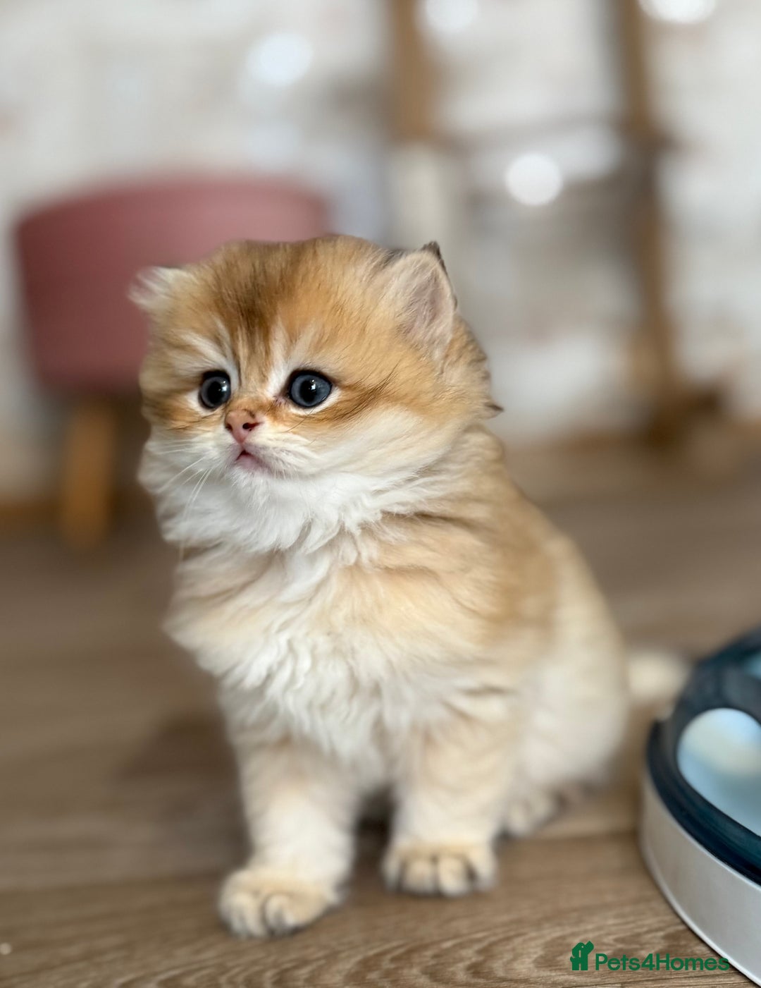British Shorthair cats for sale: 🌟Purebred British Shorthair Golden Kittens🌟 - Image 1