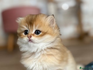 British Shorthair cats - Advert 3