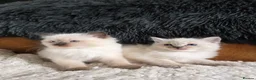 Ragdoll cats for sale: Beautiful Ragdol Kittens  - Advert 24