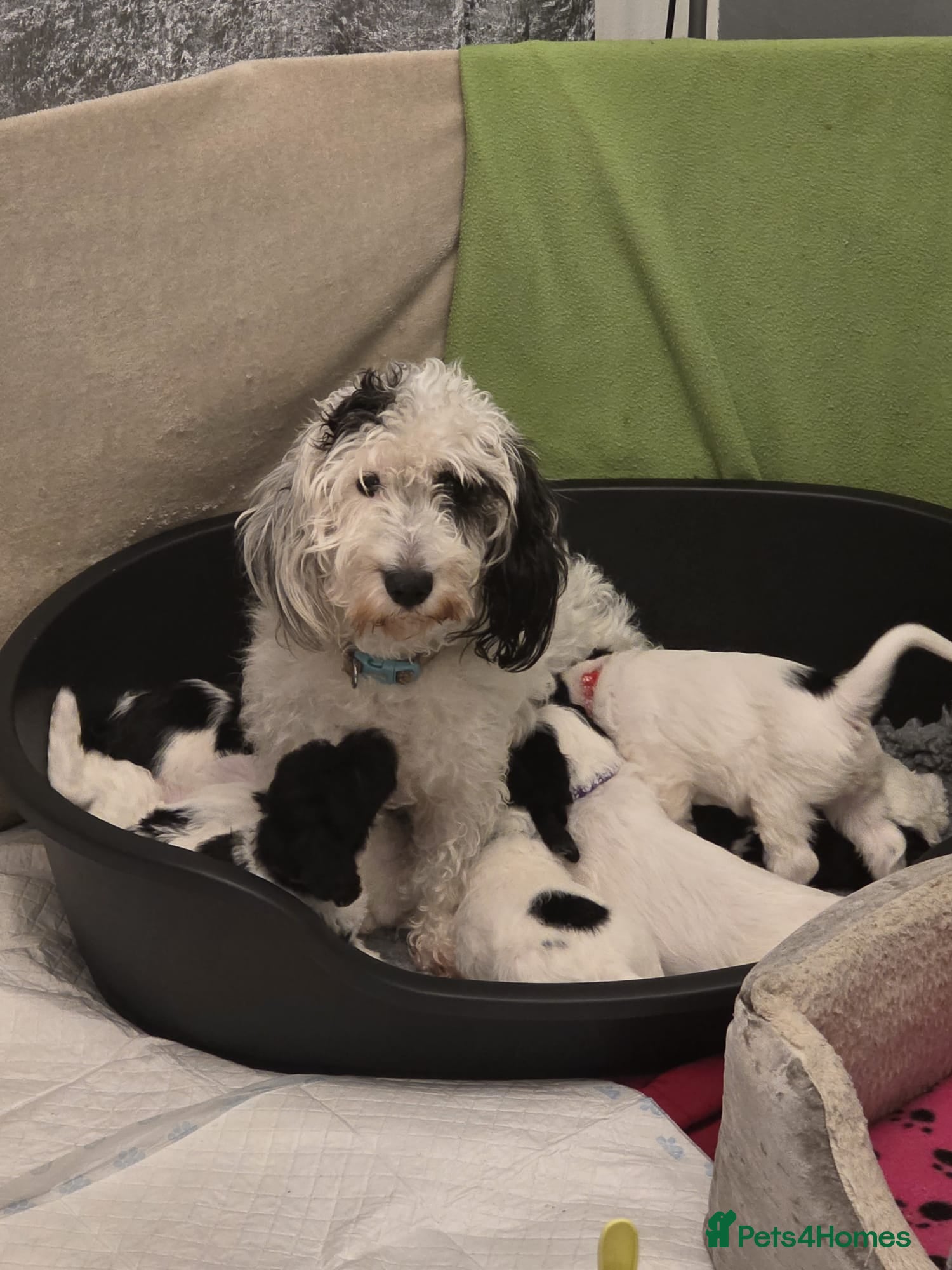 Mixed Breed dogs Scnockerpoo's  - Advert 6