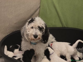 Mixed Breed dogs Scnockerpoo's - Advert 6