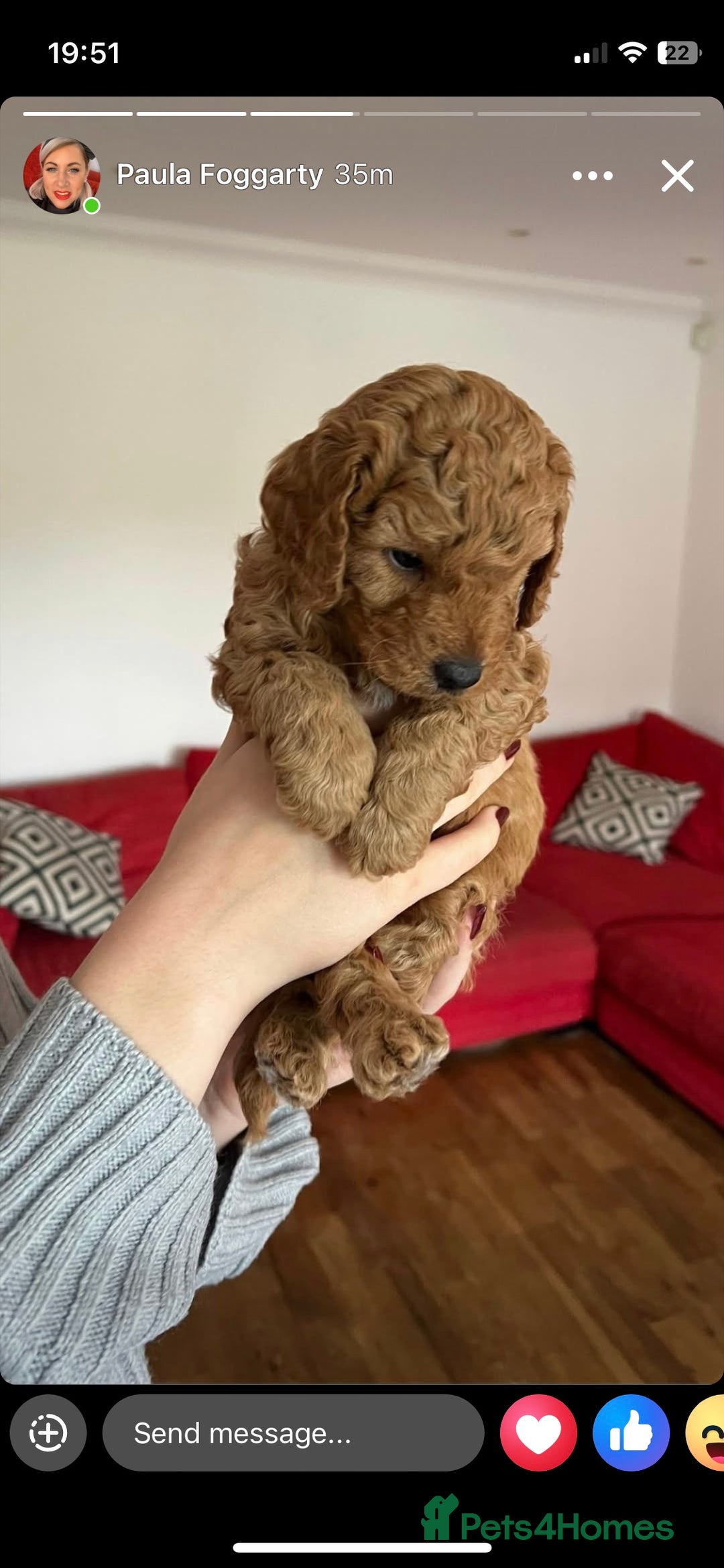Cavapoo dogs for sale: Absolutely stunning Cavapoo Puppies for sale. - Image 4