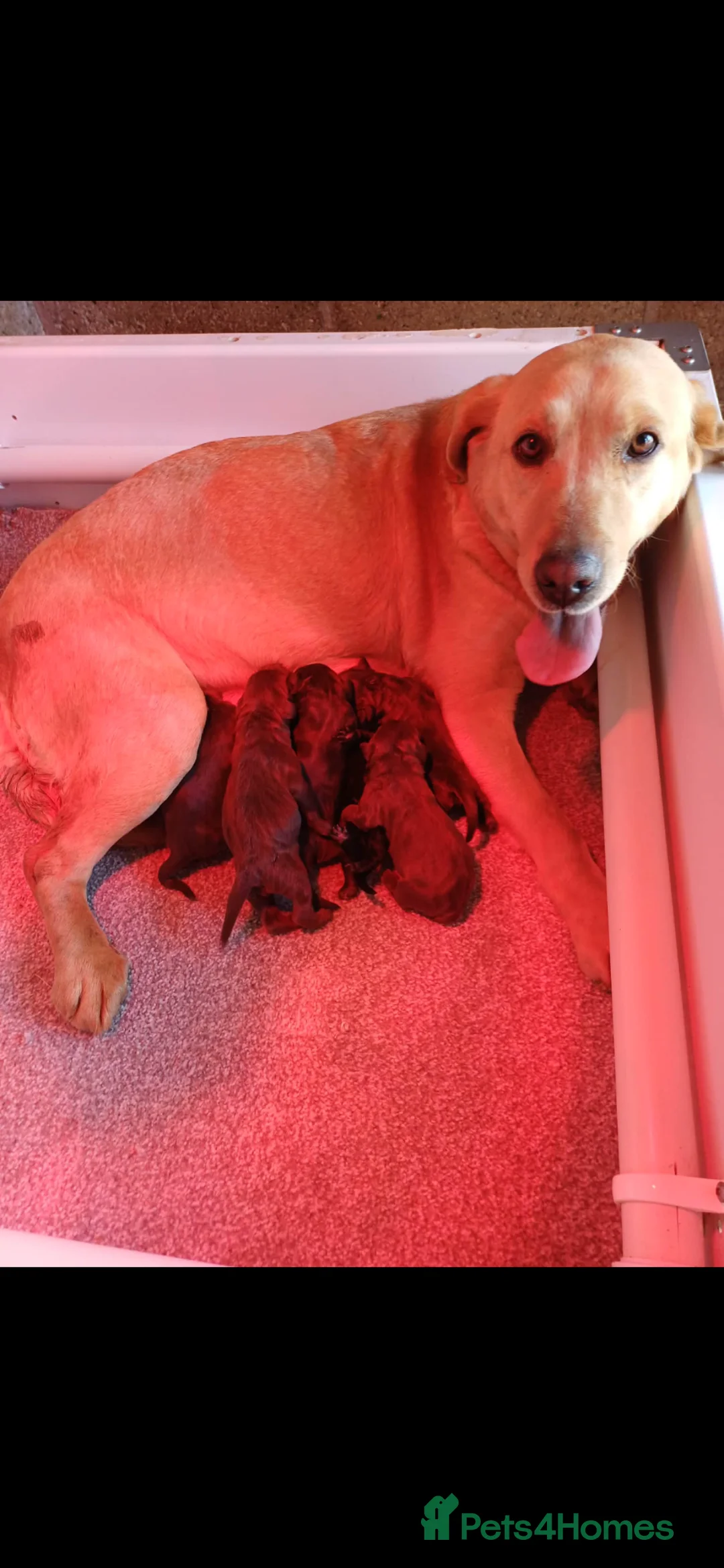 Labradoodle dogs for sale: F1 Labradoodle puppy’s  - Advert 6