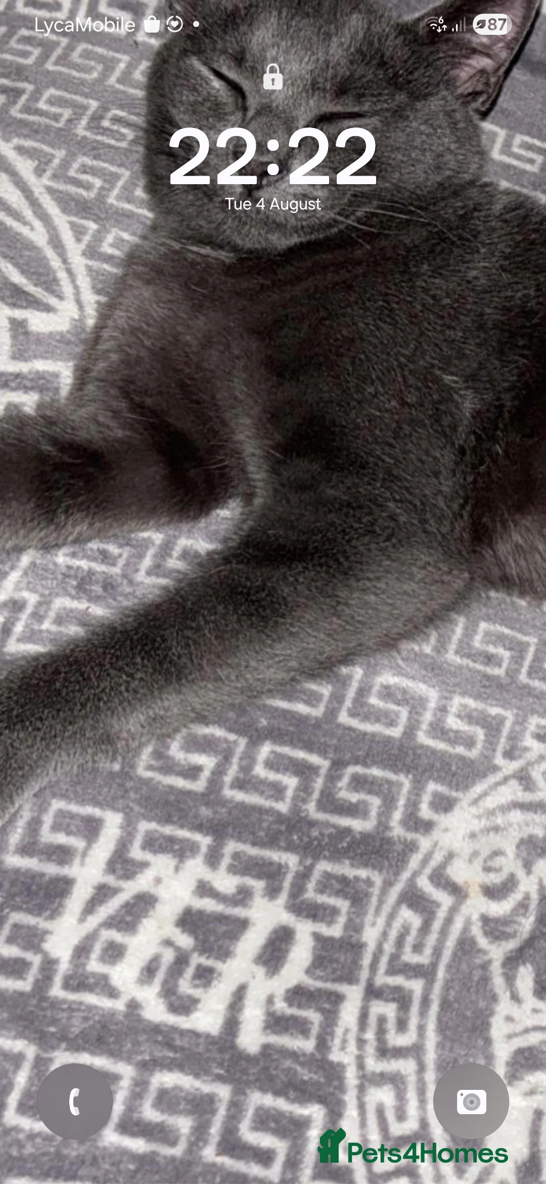 Mixed Breed cats for sale:  da silva grey tom in Smethwick - Advert 2