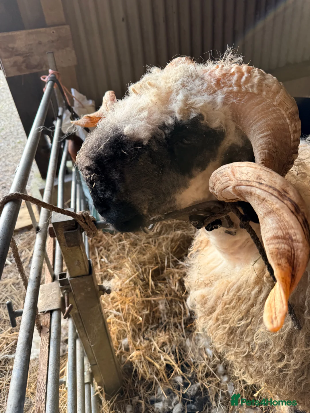 Sheep livestock for sale: Beautiful perfectly marked Valais Blacknose ram in Crewe - Advert 2