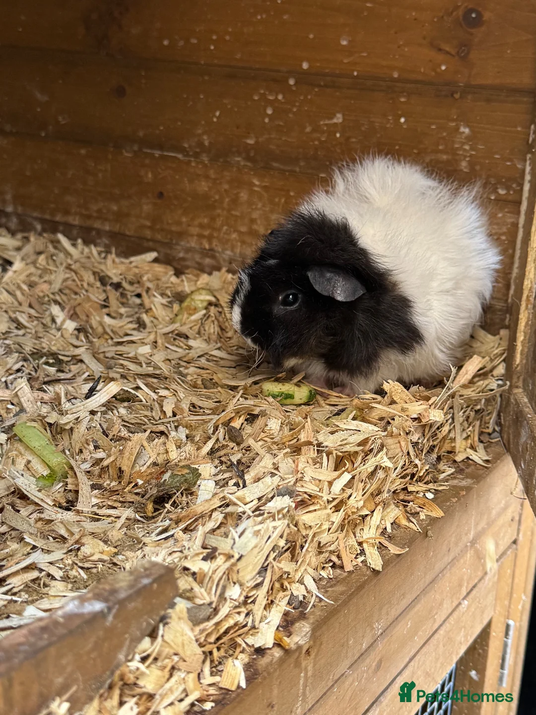 Guinea Pig rodents for sale: Guinea pig for sale two female and hutch  - Advert 3