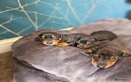 Dachshund dogs for sale: Adorable Dachshund Puppies - 1 Girl & 2 Boys - Image 1