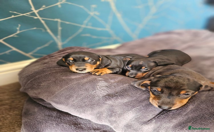 Dachshund dogs - Advert 14