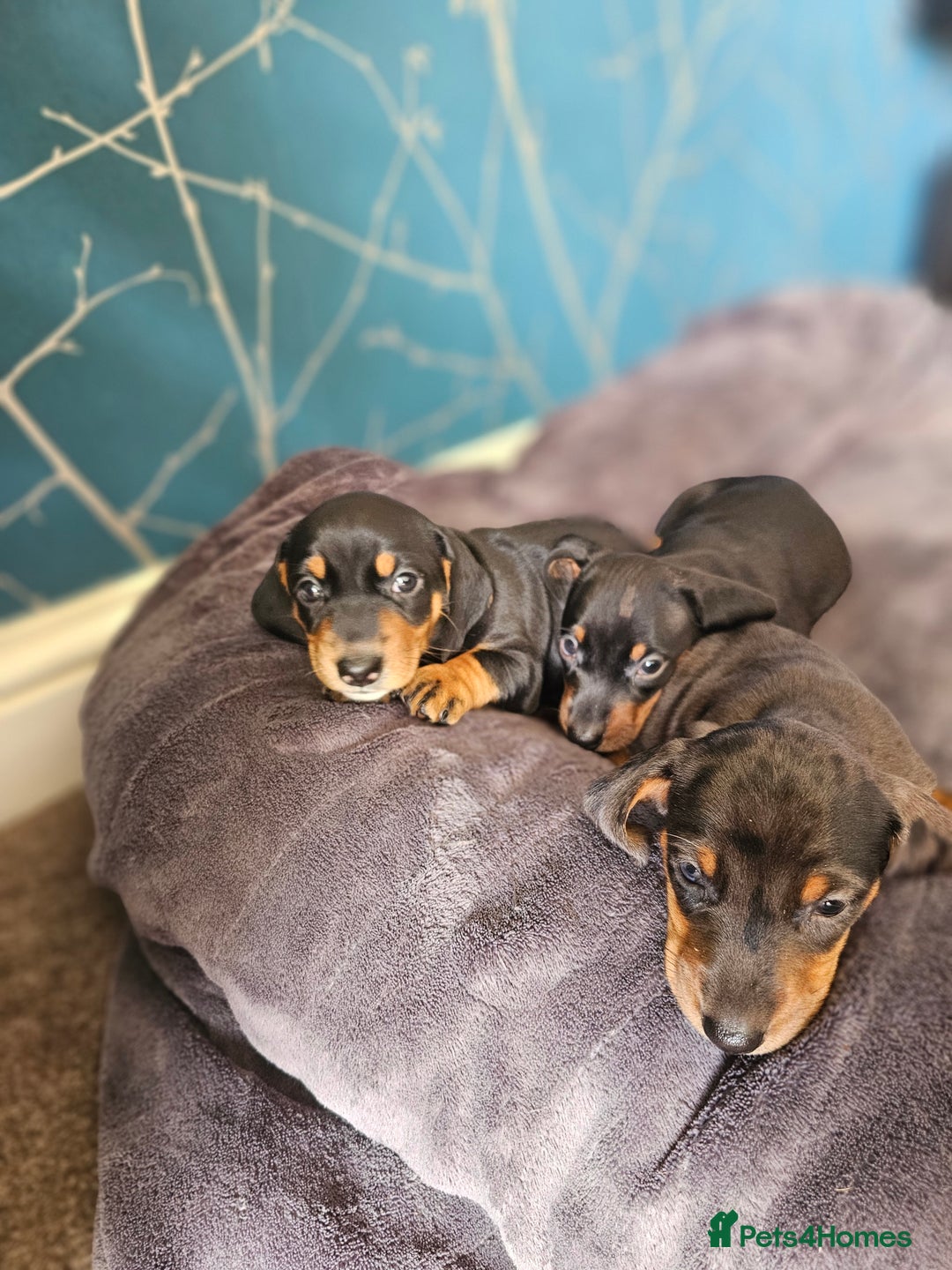 Dachshund dogs for sale: Adorable Dachshund Puppies - 1 Girl & 2 Boys - Image 1