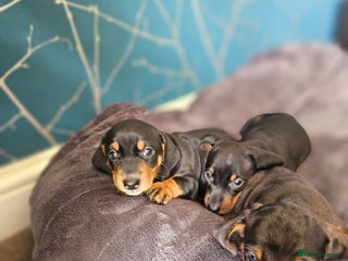 Dachshund dogs - Advert 8