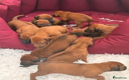 Rhodesian Ridgeback dogs for sale: Rhodesian Ridgeback Puppies KC reg - Image 3