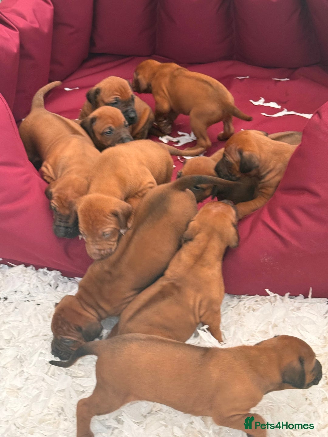 Rhodesian Ridgeback dogs for sale: Rhodesian Ridgeback Puppies KC reg - Image 3