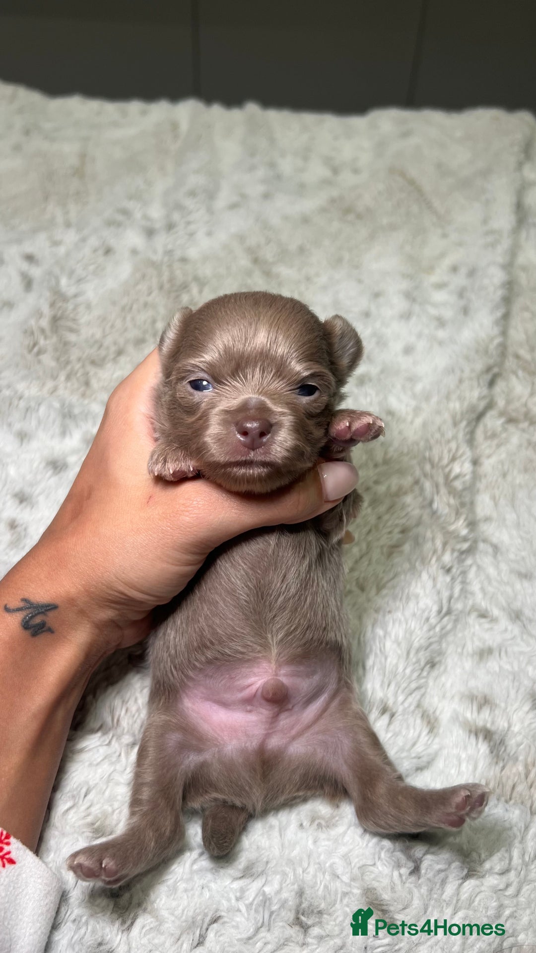 Chihuahua dogs for sale: Stunning Chihuahua Puppies ⭐️ - Advert 14