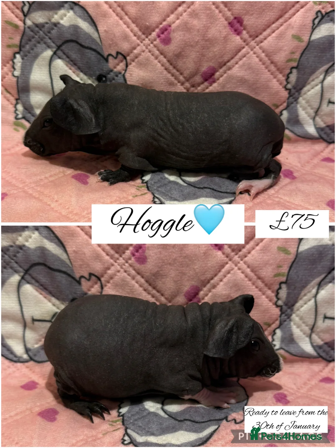 Guinea Pig rodents for sale: Skinny pigs  - Advert 3