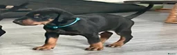 Dobermann dogs for sale: European Doberman puppies 3 available!! - Advert 28