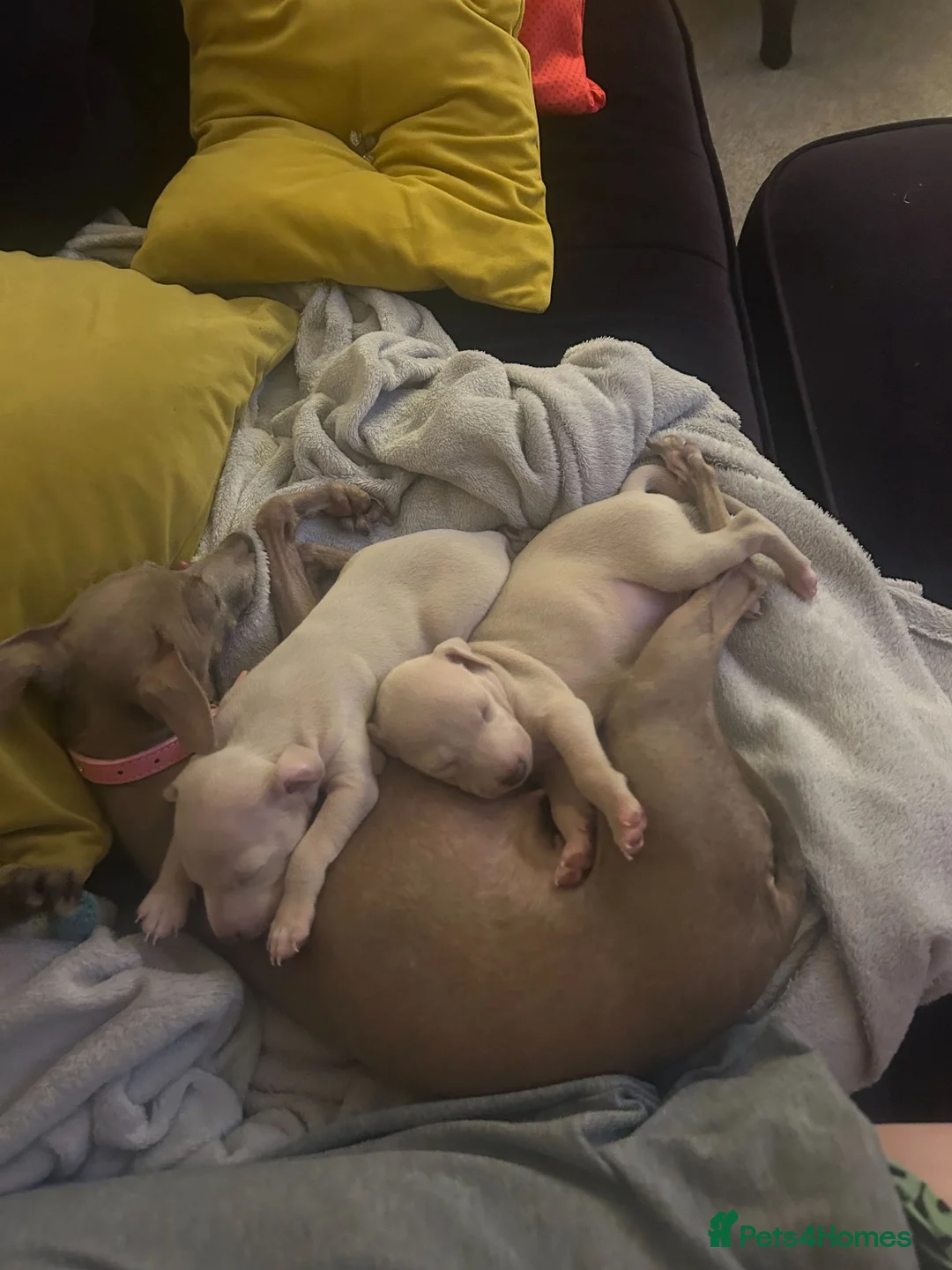 Italian Greyhound dogs for sale: Italian Greyhound puppy 1  - Advert 2