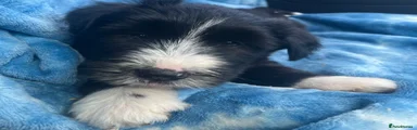 Bearded Collie 3