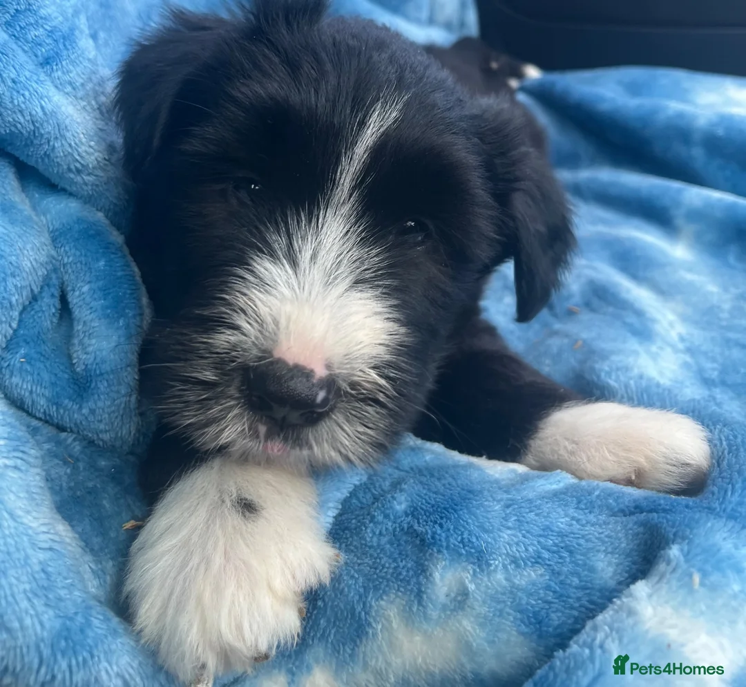 Bearded Collie dogs for sale: Beautiful Bearded Collie Puppies.  - Advert 11