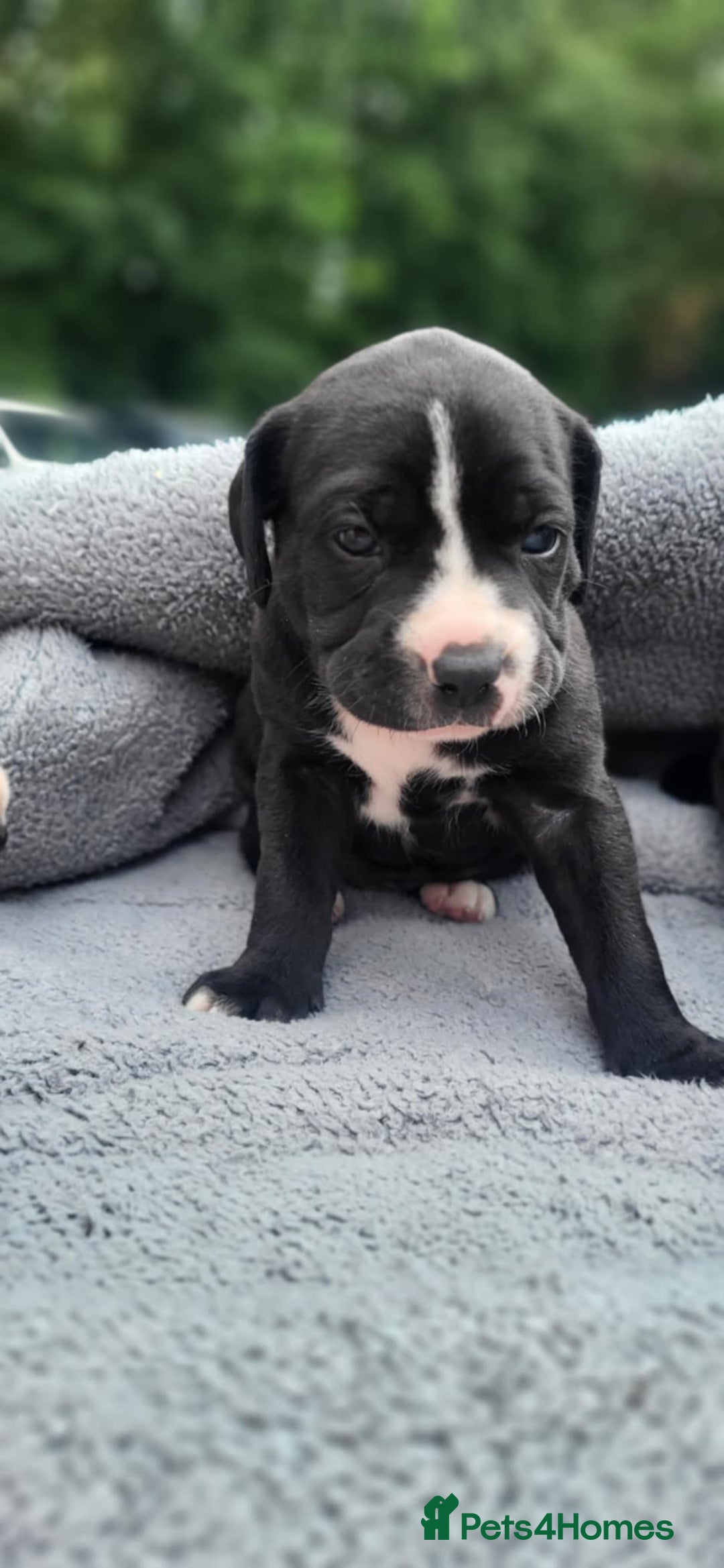 Mixed Breed dogs for sale: Ready to collect – Cane Corso puppies  - Image 32