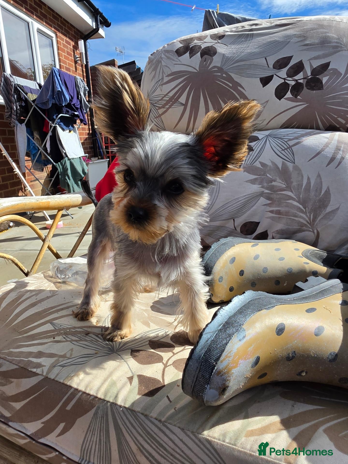 Yorkshire Terrier dogs KC Registered Yorkshire Terrier Puppies  - Advert 1