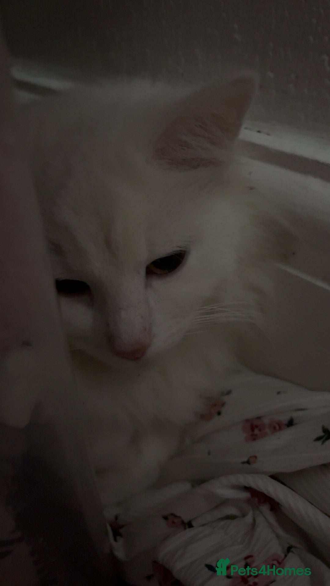 Turkish Angora cats for sale: TURKISH KITTENS FOR SALE - Advert 4