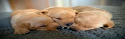 Labrador Retriever dogs for sale: KC Registered Labradors  - Advert 5