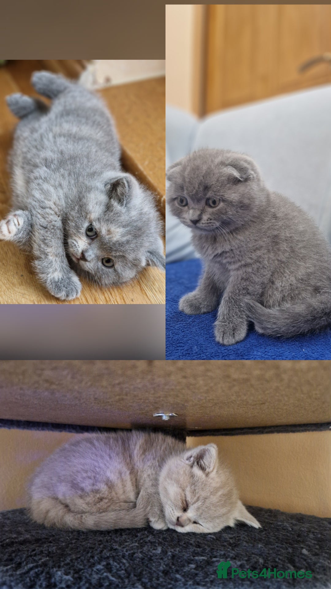 Scottish Fold cats for sale: Scottish fold, straight girls, boys, lilac blue  - Advert 1