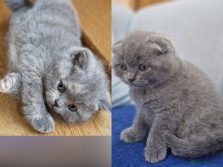 Scottish Fold cats Scottish fold, straight girls, boys, lilac blue - Advert 1