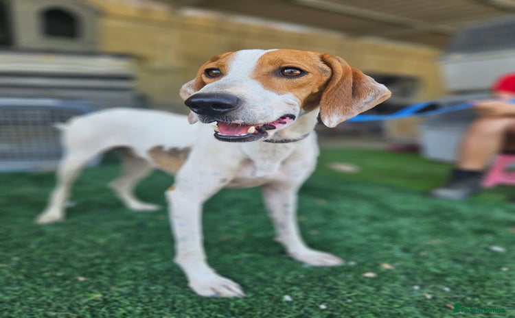 Mixed Breed dogs - Advert 1