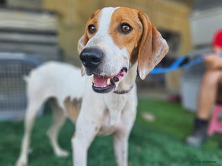 Mixed Breed dogs - Advert 20