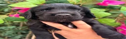 Cocker Spaniel dogs for sale: Fully health tested, KC Registered Cocker Spaniels in Chelmsford - Advert 13