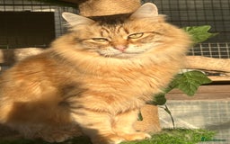 Siberian cats for sale: 🌟🌟Handsome TICA Reg Siberian Boy🌟🌟 - Image 1