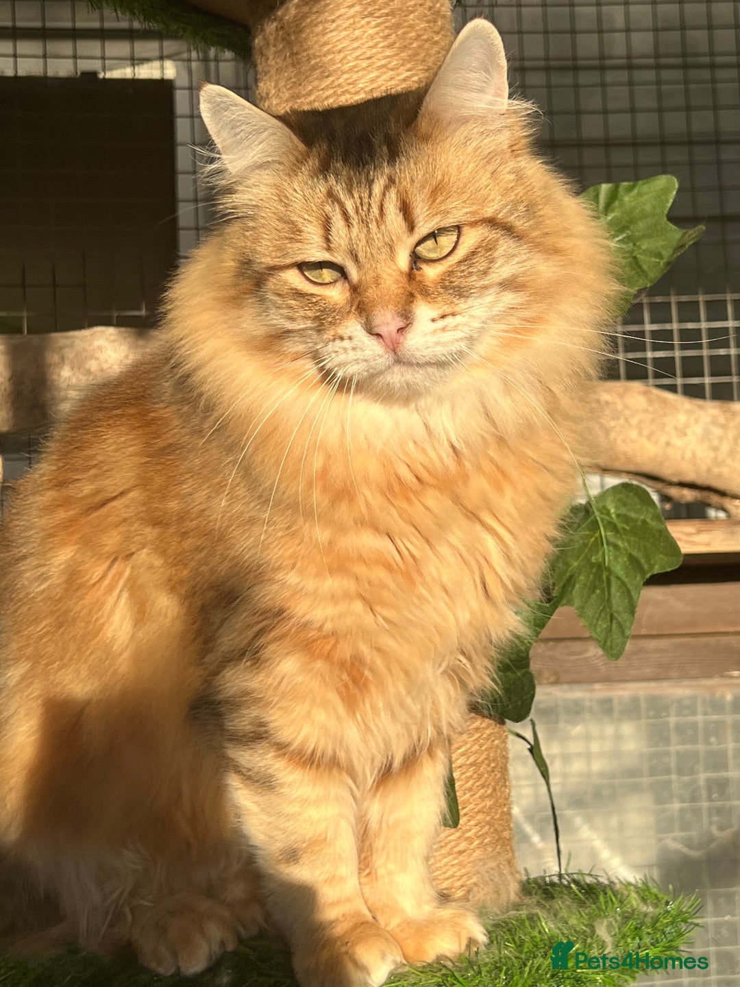 Siberian cats for sale: 🌟🌟Handsome TICA Reg Siberian Boy🌟🌟 - Image 1