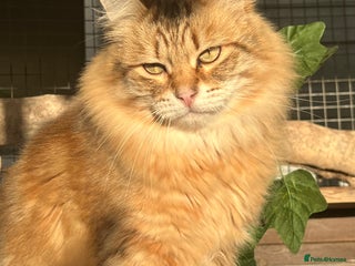 Siberian cats - Advert 3