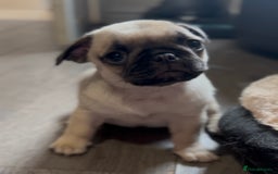 Pug dogs for sale: Beautiful pug pups ready for there forever homes  - Image 6