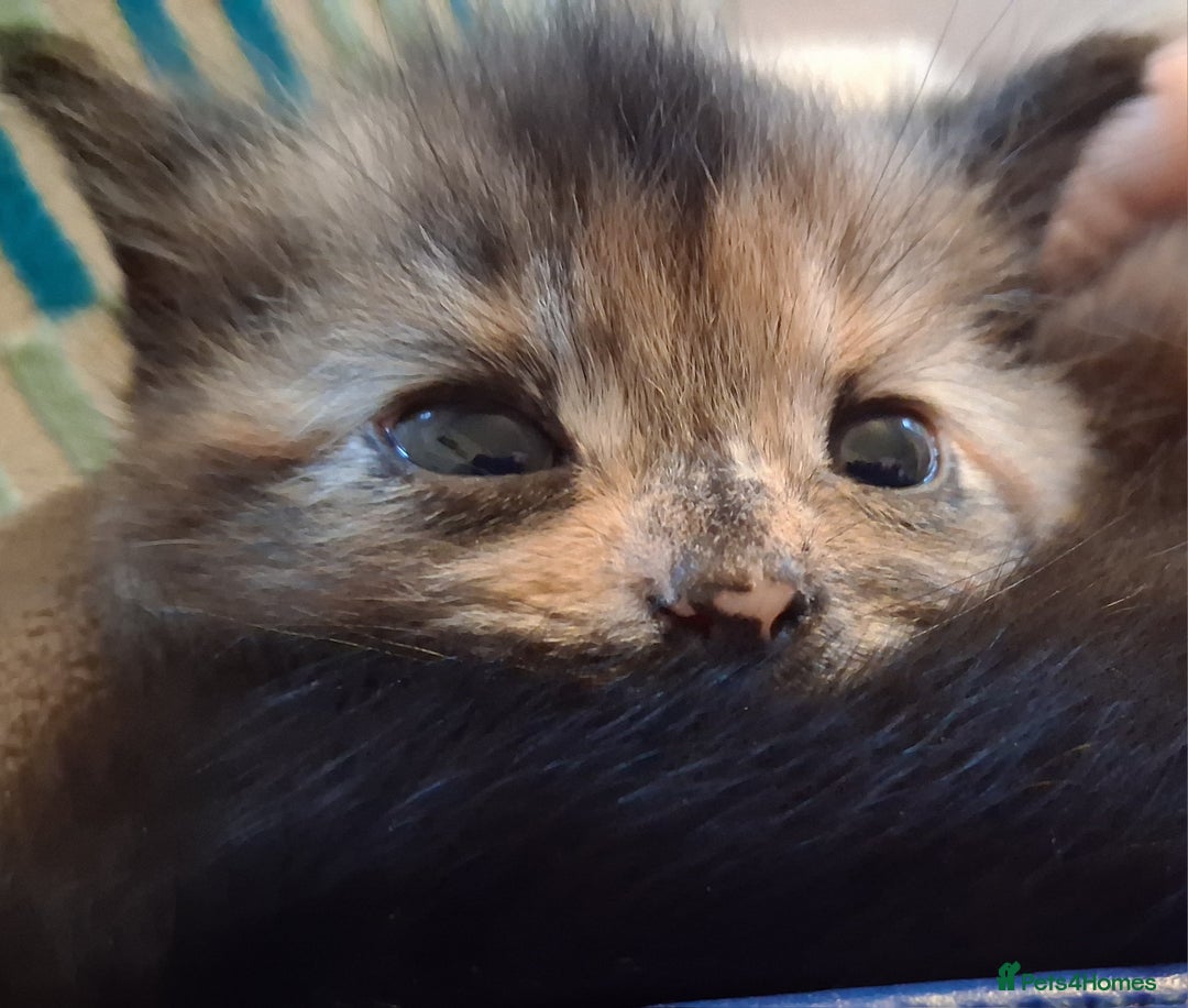 Mixed Breed cats for sale: 2 beautiful kittens.  - Image 3