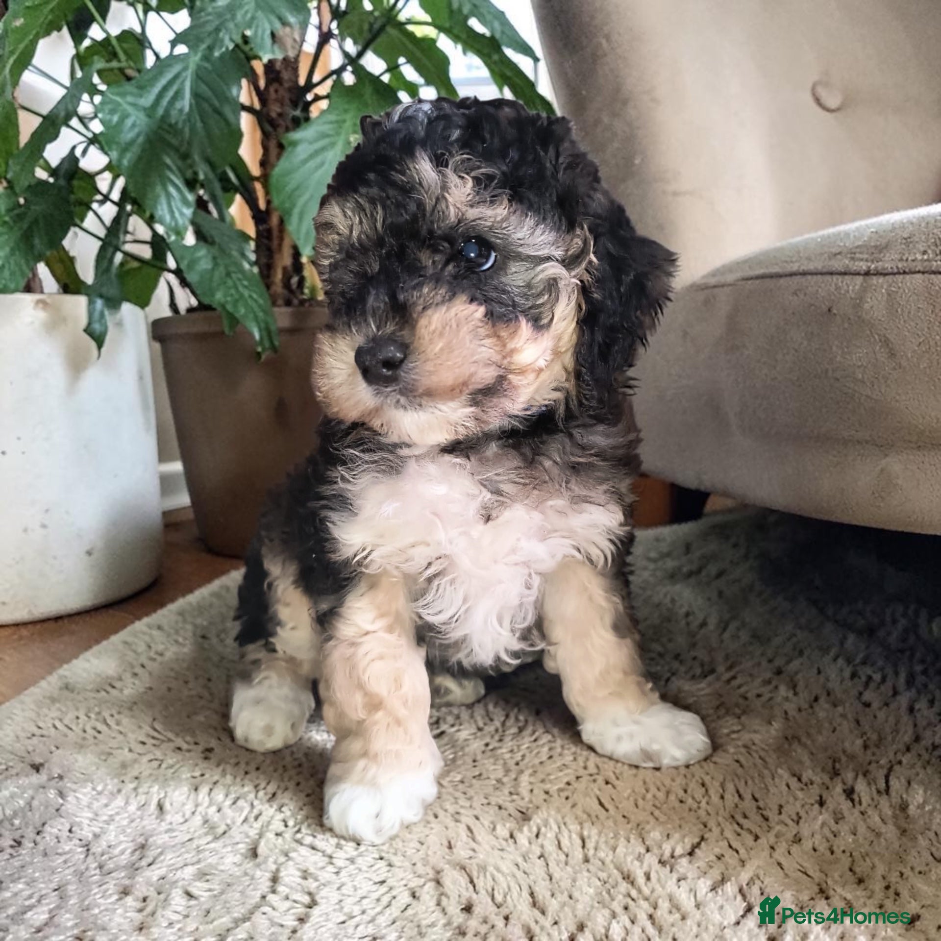 Australian Labradoodle dogs Only 3 available 1 Boy and 2 girls ready Saturday! - Advert 2