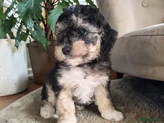 Australian Labradoodle dogs Only 3 available 1 Boy and 2 girls ready Saturday! - Advert 4